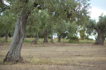 olive tree