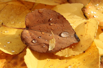 Herbst