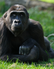 female gorilla