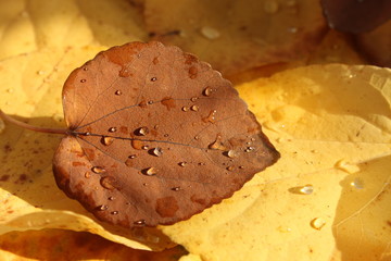 Herbst