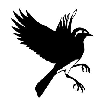 black bird flying silhouette on white