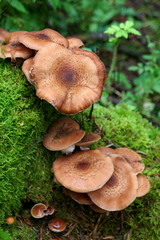 Cueillette de champignons