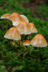 Champignons de bois