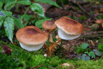 Champignons de bois