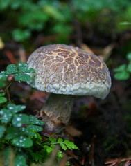 Champignon de bois