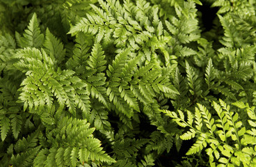 Fern leaf pattern