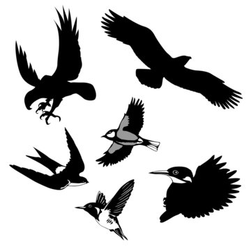 illustration of the birds on white background