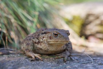 big toad