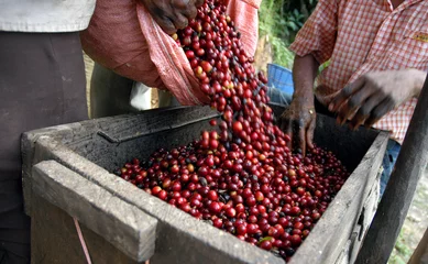 Deurstickers Coffee beans - Guatemala © Tomas Hajek