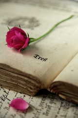 Trost