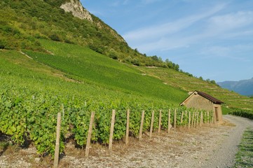 Fototapeta na wymiar Savoie winorośli