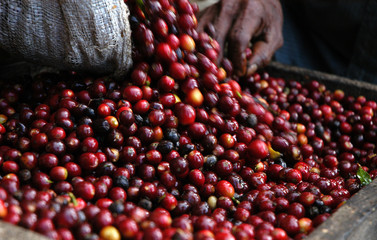 Coffee beans - Guatemala