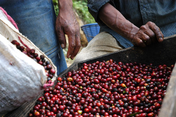 Coffee beans - Guatemala