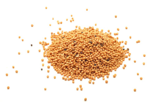 mustard grains isolated