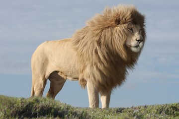 Obraz na płótnie Canvas White Lion Male