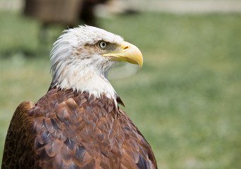 american bald eagle