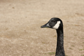 black wild goose