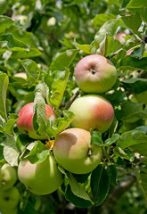 Apples on a branch