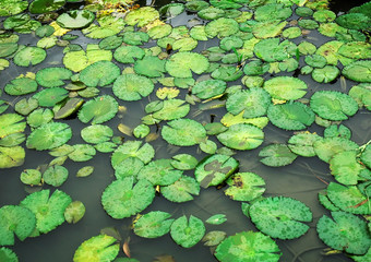 lotus in pool
