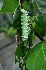 Atlas Moth Catterpillar