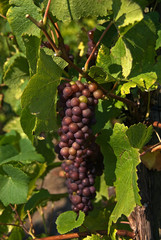 Grape vine