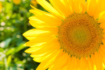 Naklejka premium sunflower on the field