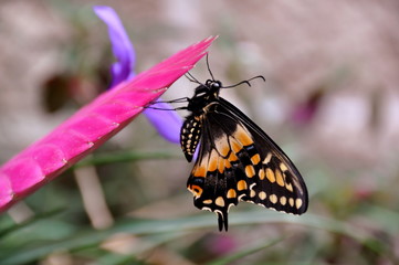 A Pretty Swallowtail