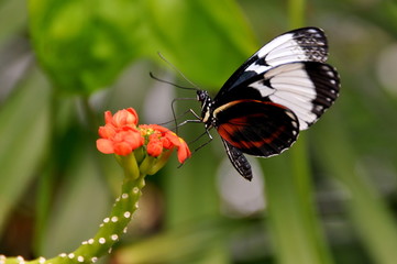 A Feeding Black and White Longwing