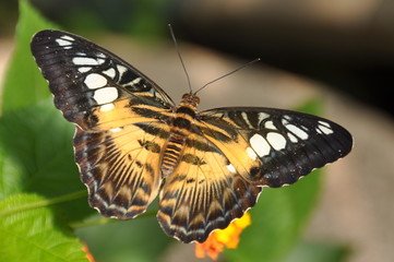 A Clipper shows it's beauty