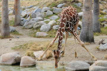 giraff drinking