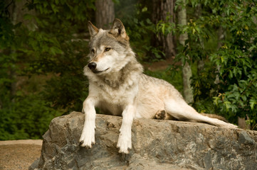 watchful great plains wolf