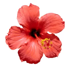 Crédence de cuisine en verre imprimé Fleurs Red hibiscus flower