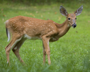 deer fawn