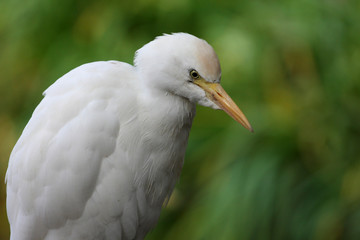 héron garde-boeufs,bubulcus ibis