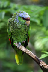 amazone à tête lilas,amazona finschi