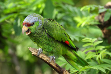 amazone à tête lilas,amazona finschi