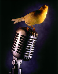 Le chant