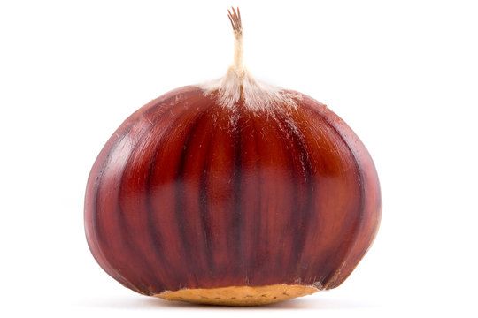 castagna
