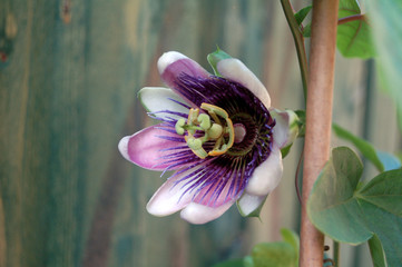 passiflora
