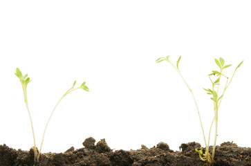 Small seedlings