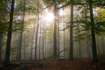 Götterdämmerung im Herbstwald
