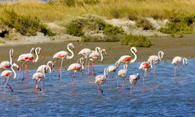 flamingos, Parc Regional de Camargue, Provence, France