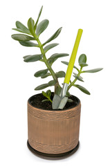 Small shovel and dollar plant (crassula)