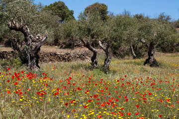 Oliveiras e papoilas