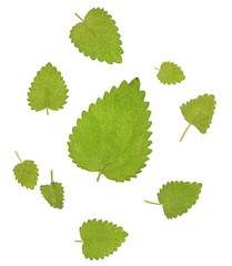 mint leaves on the white