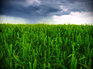 Obraz premium wheat field