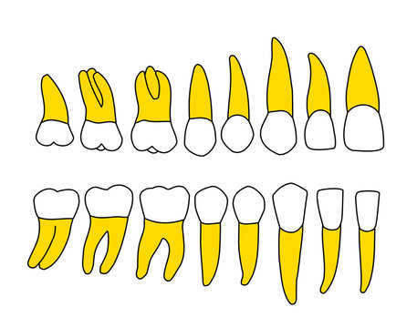denti arcata