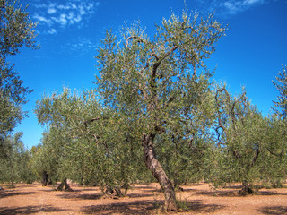 Olives tree. Puglia.