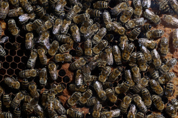 Close up of bee family