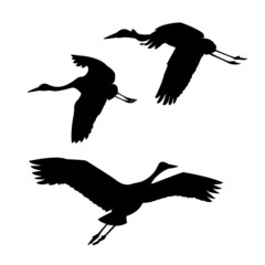 silhouette flying cranes on white background